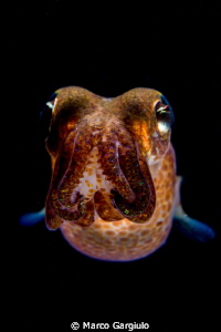 Sepiola rondeleti - dwarf cuttlefish - night dive 
 by Marco Gargiulo 